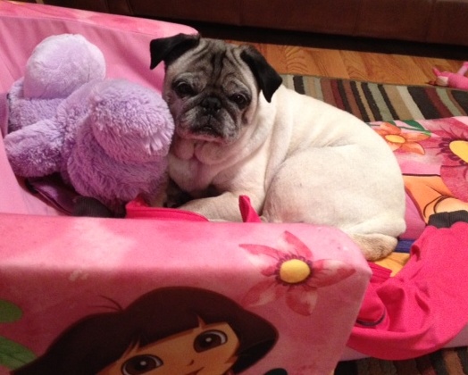 my best pal with paws