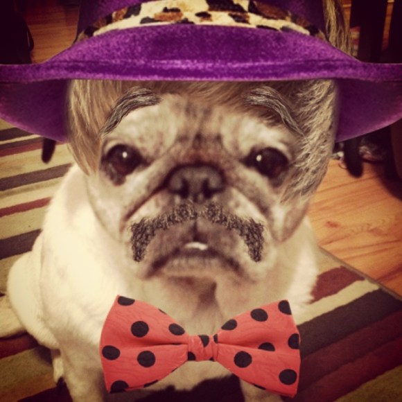 Murphy the pimpster pug