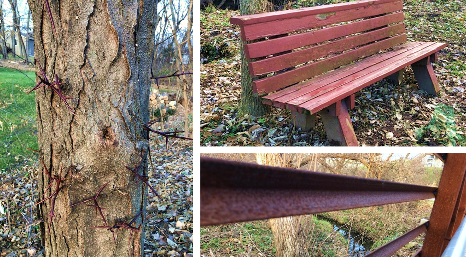 Fall Walk Collage.png